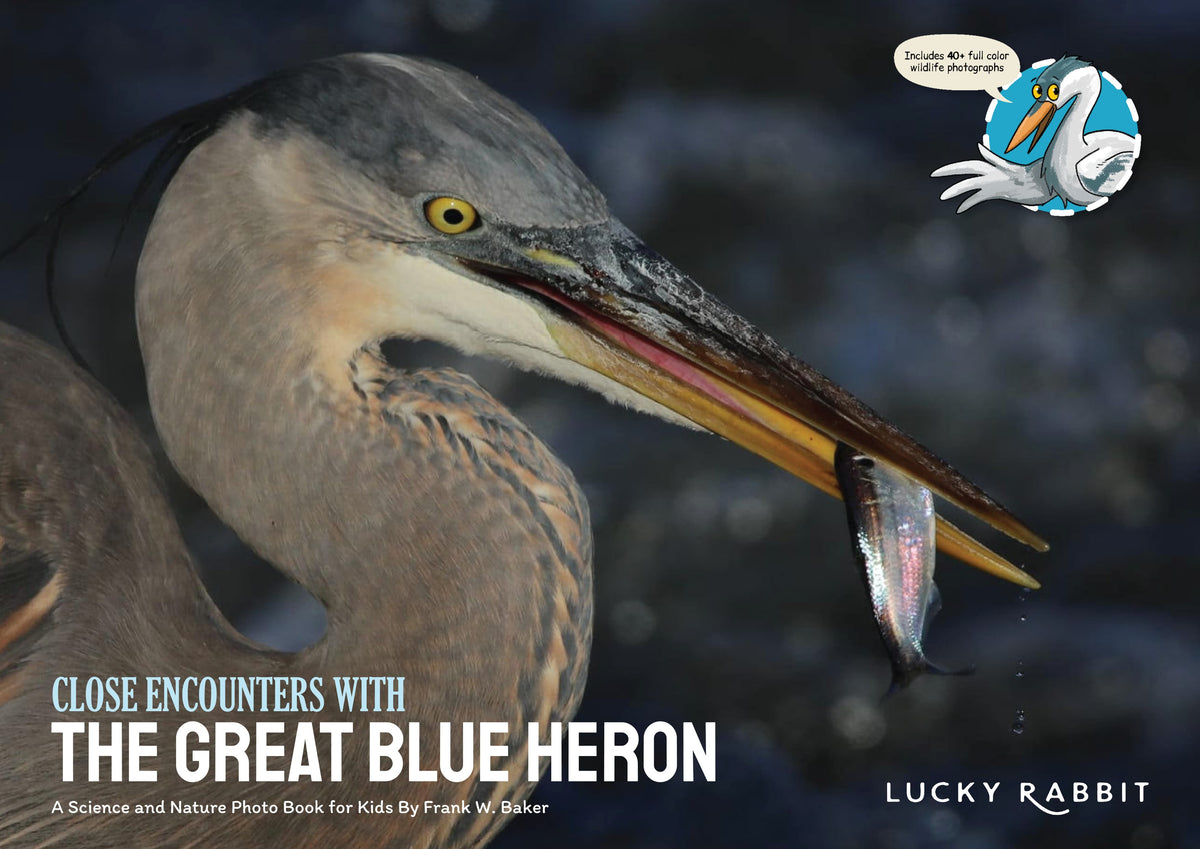 Close-up of a Great Blue Heron with text 'Close Encounters with the Great Blue Heron' by Lucky Rabbit.