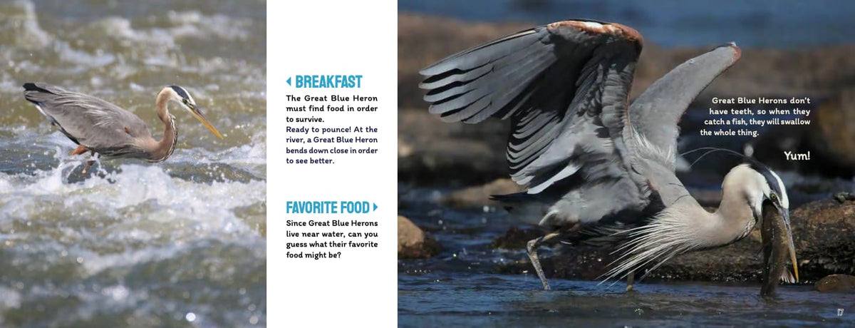 An educational children's book page about Great Blue Herons, featuring a color photograph of a heron in a river on the left, a close-up of a heron with its beak open on the right, and text boxes explaining breakfast and favorite food.