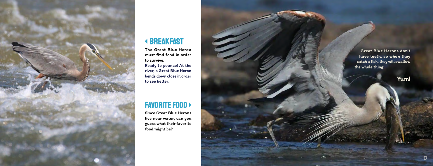 Close Encounters with the Great Blue Heron PRESALE Releases November 17!