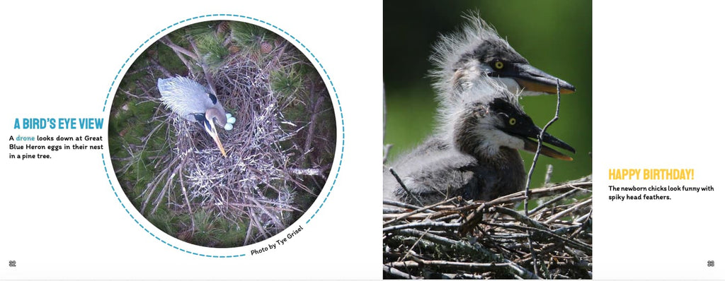 A children's educational picture book spread showing a bird's-eye-view photo of blue herons nesting, alongside a close-up of two fluffy gray heron chicks in a nest with text reading 'HAPPY BIRTHDAY!'.