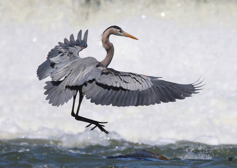 A large gray heron in flight with wings spread, captured over dark water with a bright, sunlit white background.